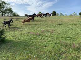 Kontakta oss så hjälper vi dig! Peder Fredricson On The Progress Report From The Brosarp Project I Think It S The Way To Bring Up Young Horses To Become Strong Athletes World Of Showjumping