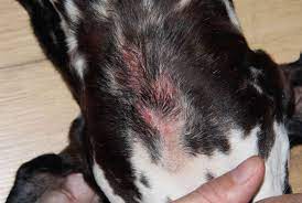 This highly effective, antiseptic chlorhexidine spray works quickly to relieve your dog's hot spots. How To Soothe Hot Spots On Dogs