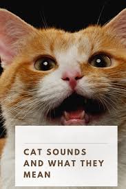The sound is sometimes more a howl than a meow. What Do Different Cat Sounds Mean Cats Cat Noises Cat Yowling