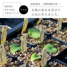 Image result for Eriospermum porphyrium