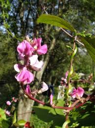 Image result for Dolichos sericeus