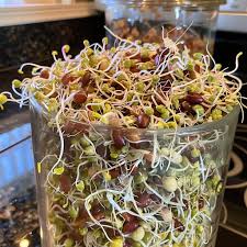 My new obsession…sprouts! ￼they have 20-100 times the nutrients of other  vegetables, cancer fighting, aid in digestive issues, heart protecting, and  very inexpensive and easy to grow. Win-win-win!