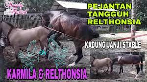 We did not find results for: Perkawinan Kuda Karmila Relthonsia Youtube