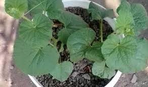 Maybe you would like to learn more about one of these? Cara Menanam Semangka Dalam Pot Terbukti Tumbuh Subur