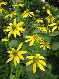 Bright lemon yellow flowers with green centers are borne from midsummer to early autumn. Rudbeckia Laciniata Wikipedia