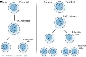 Cells divide to replace old cells that have died. The Cell Cycle Mitosis And Meiosis University Of Leicester