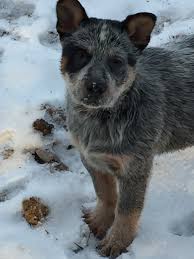 We did not find results for: Home Page Jnj Australian Cattle Dogs