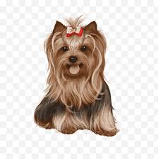 Cairn Terrier Png Images Klipartz Free icons of yorkie in various design styles for web, mobile, and graphic design projects. cairn terrier png images klipartz