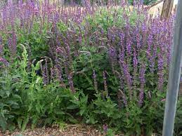 An Ode To Salvia Perennial Favorites Planting Flowers Salvia Perennials