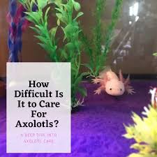 How Difficult Is It To Care For Axolotls Live Aquarium Plants Care Planted Aquarium