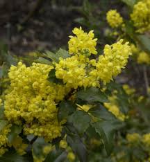 We did not find results for: Mahonie 40 60cm Mahonia Aquifolium Kaufland De