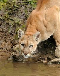 Pin De Demir Atik Em Big Cats Gatos Selvagens Animais Da Natureza Animais Bebes