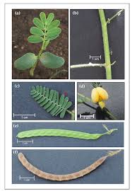 Image result for Aeschynomene sensitiva