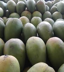 Buah mangga pada dasarnya merupakan golongan buah rendah kalori. Jual Bibit Mangga Arumanis Kualitas Unggul Termurah Kartani Co Id