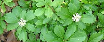Pachysandra is a slow and moderate growing groundcover plant that can be grown in usda plant hardiness zones 4a through 9a. Pachysandra Species Carpet Box Japanese Pachysandra Japanese Spurge Pachysandra Terminalis