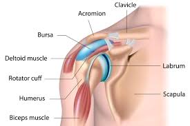 Make sure the arm is positioned 30 degrees forward as you raise it (see diagram) 5. Shoulder Pain Arthritis Xcell Medical Group Elyria Ohio