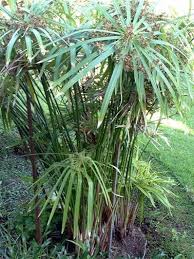 Image result for Priva flabelliformis