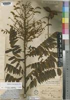 Image result for Cnestis