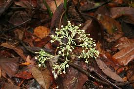 Image result for Clerodendrum tricholobum