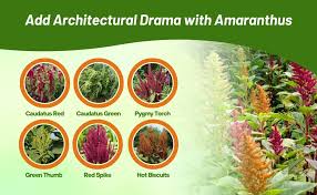 Image result for Amaranthus caudatus