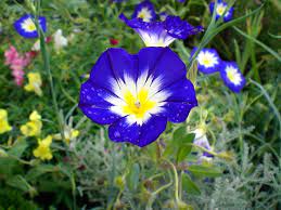 Choose one for your baby boy from the following list it is a unisex name that has magical associations with it. File Blueflowers Jpg Wikipedia