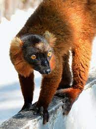 Red Ruffed Lemur Varecia Variegata Rubra Madagascar Cute Wild Animals Madagascar Animals Lemur