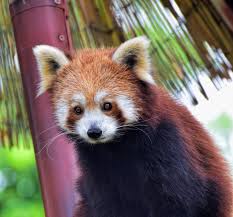 We did not find results for: Roter Panda Foto Bild Kleiner Panda Katzenbar Roter Panda Bilder Auf Fotocommunity