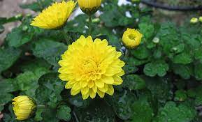 Medicinal Use Of Ju Hua Chinese Florists Chrysanthemum Chrysanthemum X Morifolium Asteraceae Herbs And Remedies
