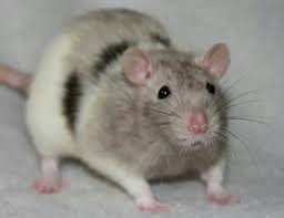 Tri Color Rats So Rare And So Beautiful Pet Rats Cute Rats Funny Rats