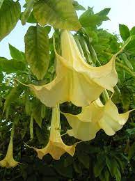 Plant in full to part sun. Yellow Bell Flower Tree By Lisa Sjolund Flowering Trees Wonderful Flowers Angel Trumpet Flower