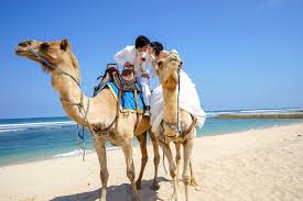 Lengkap dengan fasilitas penjemputan di hotel dan makan siang atau makan malam, dalam beberapa. Promo Bali Camel Safaris Murah Harga Termurah Di Korina Tour