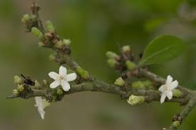 Image result for Vangueria randii