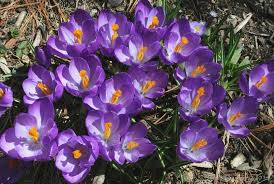 Also east of san luis obispo near santa margarita, people have been stopping to see baby blue eye wildflowers that have been covering shell creek road. 14 Amazing Images Of April Flowers Irama Gallery