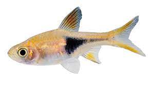Little Fish Png By Absurdwordpreferred Png 1440 807 Fish Animals Fish Pet