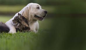 Animals (also called metazoa) are multicellular eukaryotic organisms that form the biological kingdom animalia. Company Home Page Msd Animal Health Indonesia