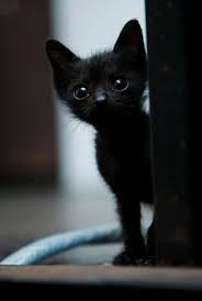 Kittens For Sale Near Me Kittens Throwing Up Kittens Cutest Baby Cats Funny Animals