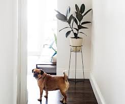 It produces no flowers and rarely sheds its leaves, making it a tidy choice for the bright bedroom or living room. 13 Common House Plants That Are Toxic To Pets Homes To Love