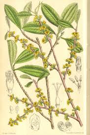 Image result for Erythroxylaceae