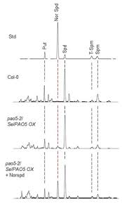 Public utility company tekniska verken in linköping in southern sweden has appointed spm as supplier of condition monitoring equipment for the new. Plants Free Full Text A Polyamine Oxidase From Selaginella Lepidophylla Selpao5 Can Replace Atpao5 In Arabidopsis Through Converting Thermospermine To Norspermidine Instead To Spermidine Html