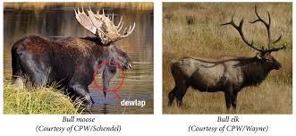 What Do You Call A Group Of Moose?
