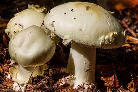 ينتشر فيروس كورونا عندما يسعل شخص مصاب. Ø£Ù†ÙˆØ§Ø¹ Ø§Ù„ÙØ·Ø± Ø§Ù„Ø³Ø§Ù… Ø£Ø®Ø·Ø± Ø§Ù„Ø£Ù†ÙˆØ§Ø¹ Ø¨Ø§Ù„ØµÙˆØ± Ø±ÙˆØ²Ø¨ÙŠØ¯ÙŠØ§