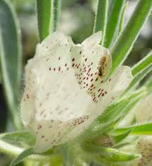 Image result for Craterostigma hirsutum