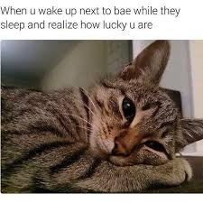 Sickeningly Sappy Relationship Memes Funny Animal Memes Funny Cat Memes Animal Memes