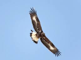 Adler