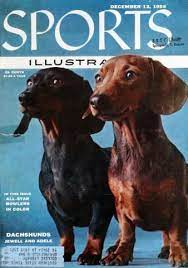 sports illustrated december 12 1955 at wolfgang s in 2021 dachshund dog funny dachshund dachshund lovers