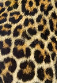 Check out our giraffe print selection for the very best in unique or custom, handmade pieces from our wall decor shops. Leopard Fur Texture Real Leopard Fur Texture Real Fur Affiliate Fur Leopard Real Texture Ad Fur Texture Beloved Shirts Animal Print Wallpaper