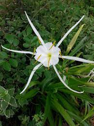 This native lily is also known as the 'texas spider lily.'. Swamp Spider Lily Swamp Lily Native Plant Landscape Lily Plants