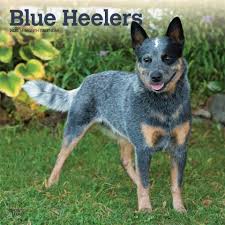 Blue Heelers 2020 Calendar Blue Heeler Dogs Blue Heeler Working Dogs Breeds