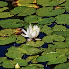 Image result for Nymphaea sulphurea