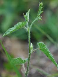 Image result for Tragia brevipes